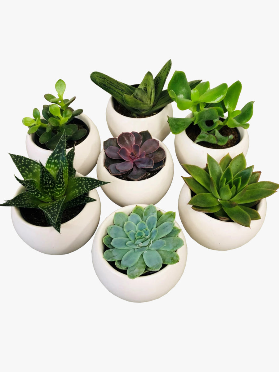 charlotte succulents Potted succulent – Charlotte's Blooms
