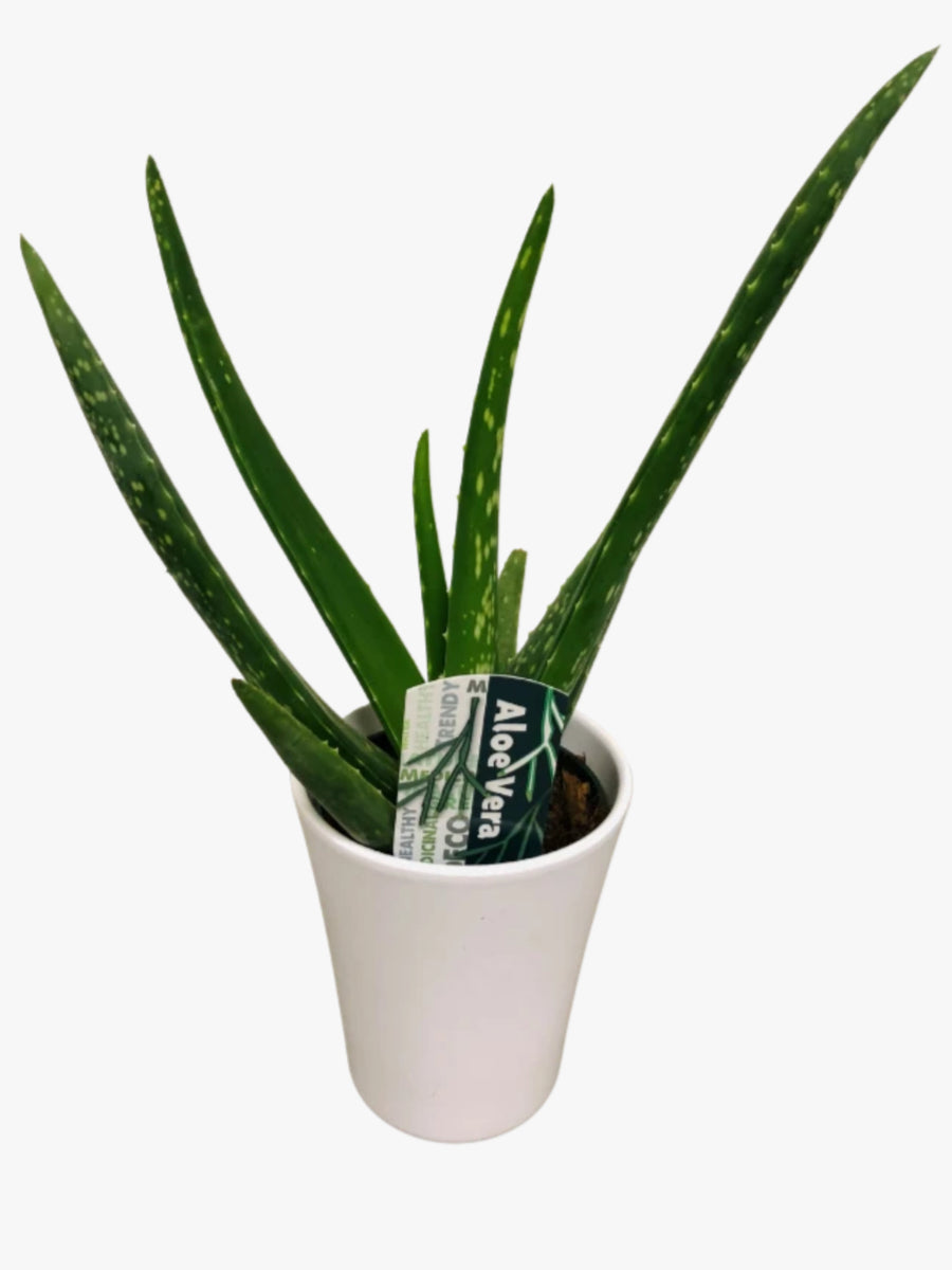 white aloe vera plant price Aloe Vera Plant – Charlotte's Blooms