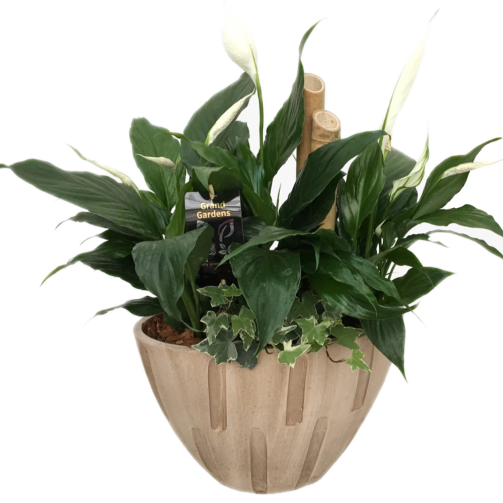mature snake plant charlotte Snake plant – Charlotte's Blooms