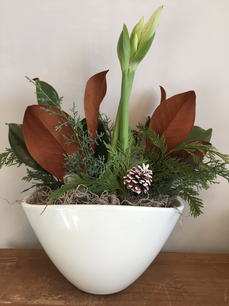 Blooming amaryllis in ceramic pot