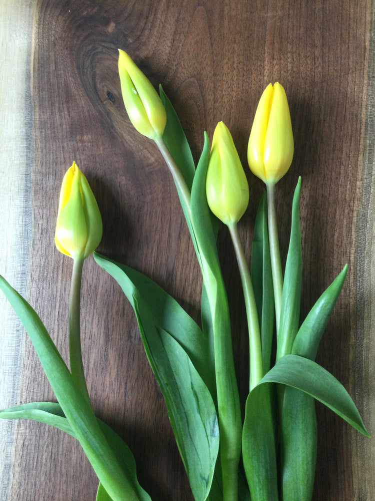 Tulip bundle