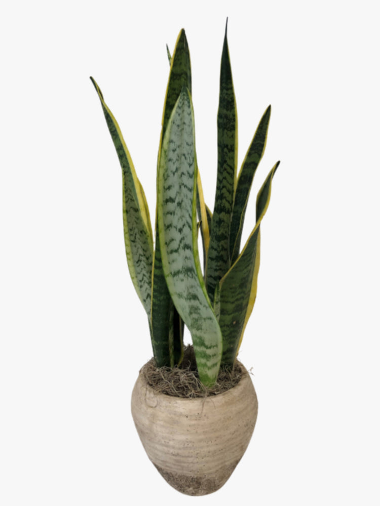 mature snake plant charlotte Snake plant – Charlotte's Blooms