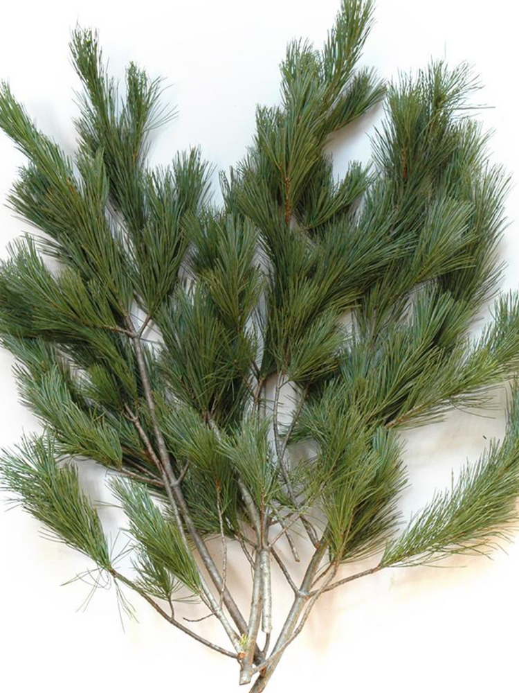 Ontario Pine Bundle