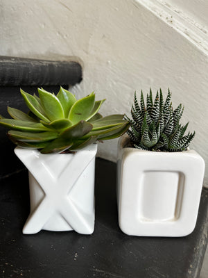 
                  
                    Load image into Gallery viewer, XO succulent set
                  
                