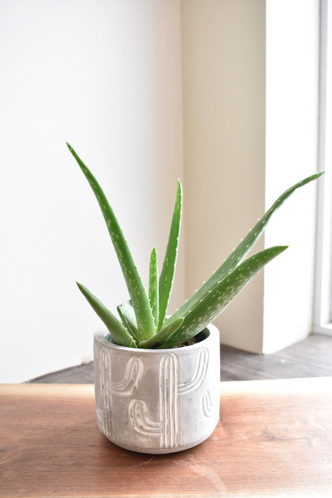 Aloe in cactus pot